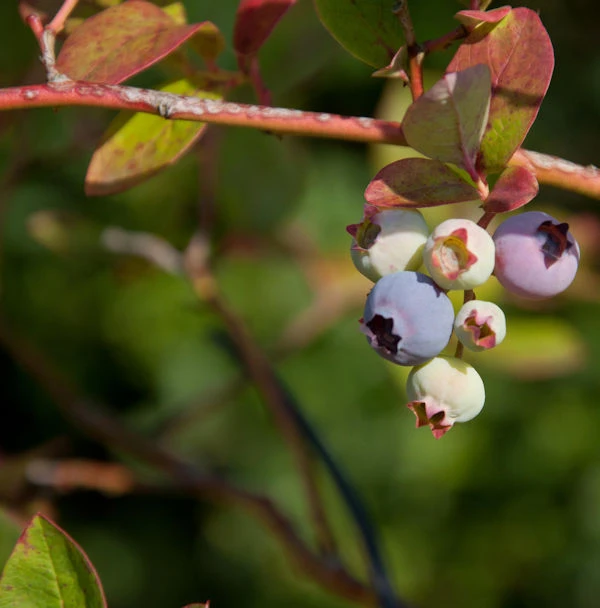Heidelbeere Hortblue Poppins® 60-80cm - Vaccinium Corymbosum 1 Heidelbeere Hortblue Poppins® 60-80cm - Vaccinium Corymbosum