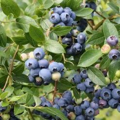 Heidelbeere Northland® 40-60cm - Vaccinium Corymbosum