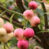 Heidelbeere Pink Lemonade 40-60cm - Vaccinium Corymbosum