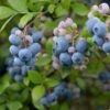 Heidelbeere Reka® 60-80cm - Vaccinium Corymbosum