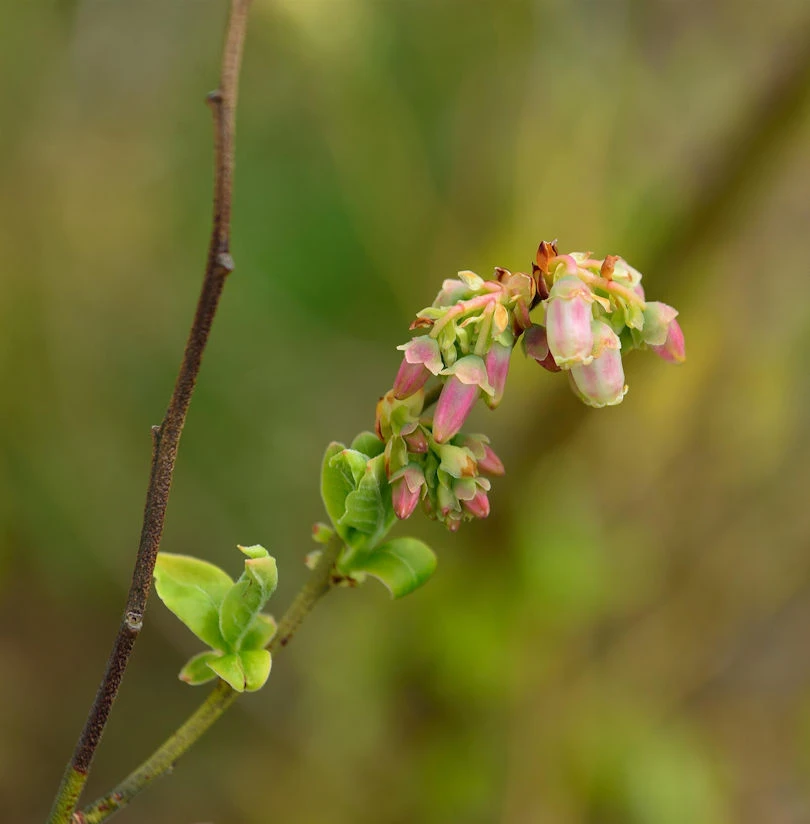 Hochstamm Amerikanische Heidelbeere 60-80cm - Vaccinium Corymbosum 1 Hochstamm Amerikanische Heidelbeere 60-80cm - Vaccinium Corymbosum