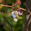 Heidelbeere Duke 40-60cm - Vaccinium Corymbosum