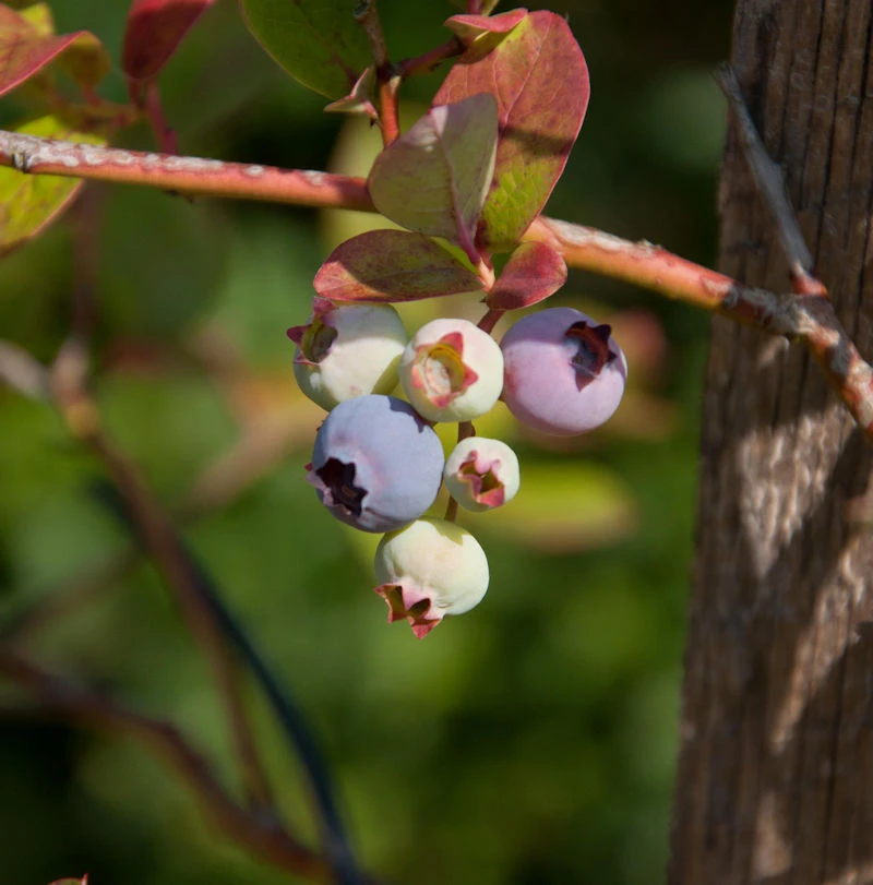 Heidelbeere Duke 60-80cm - Vaccinium Corymbosum 1 Heidelbeere Duke 60-80cm - Vaccinium Corymbosum