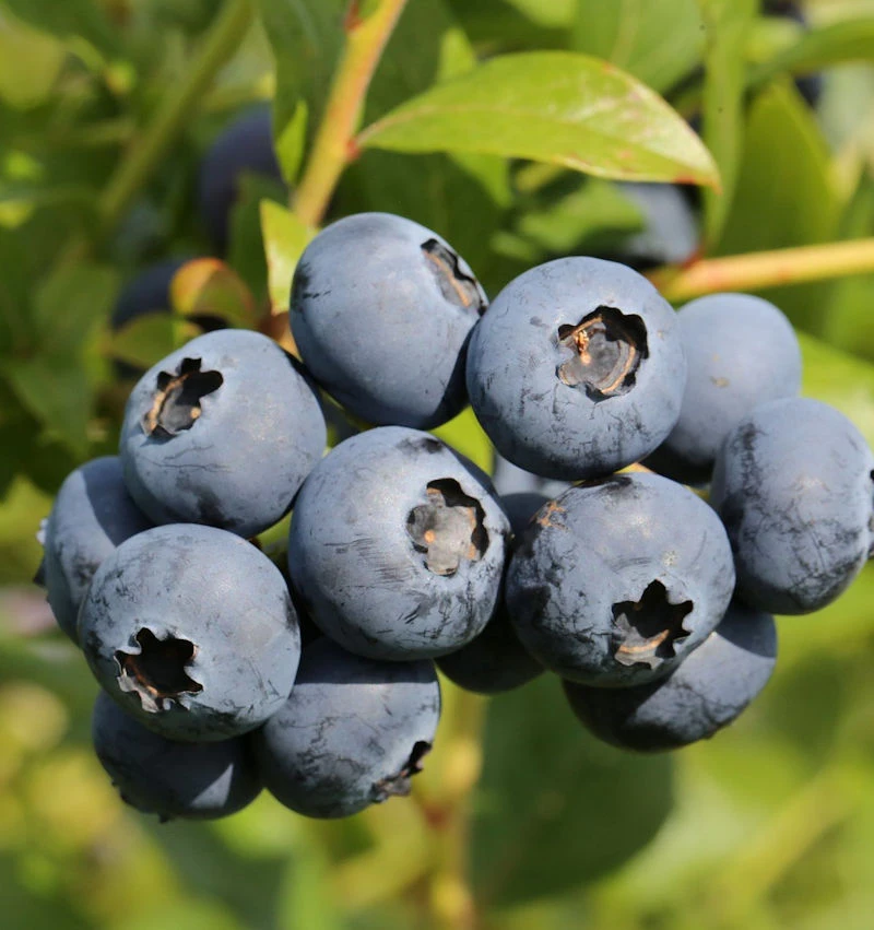 Heidelbeere Goldtraube 60-80cm - Vaccinium Corymbosum 1 Heidelbeere Goldtraube 60-80cm - Vaccinium Corymbosum