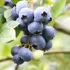 Heidelbeere Grover 40-60cm - Vaccinium Corymbosum