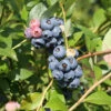 Heidelbeere Jersey 40-60cm - Vaccinium Corymbosum