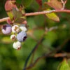 Heidelbeere Nelson 40-60cm - Vaccinium Corymbosum