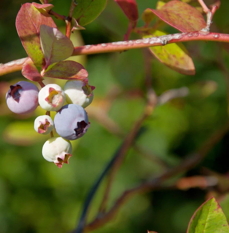 Heidelbeere Nelson 40-60cm - Vaccinium Corymbosum 1 Heidelbeere Nelson 40-60cm - Vaccinium Corymbosum