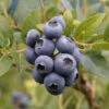 Heidelbeere Patriot 40-60cm - Vaccinium Corymbosum
