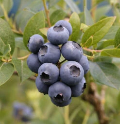 Heidelbeere Patriot 40-60cm - Vaccinium Corymbosum