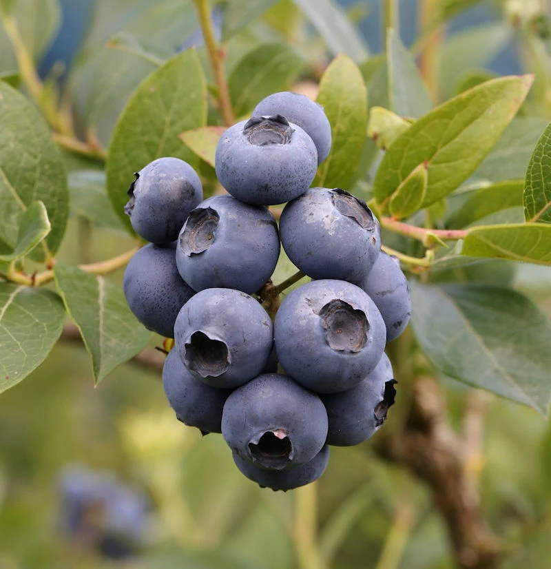 Heidelbeere Patriot 60-80cm - Vaccinium Corymbosum 1 Heidelbeere Patriot 60-80cm - Vaccinium Corymbosum