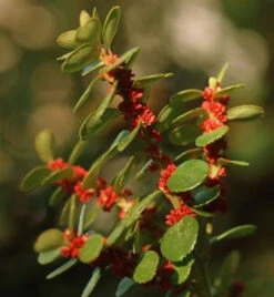 Azoren-Heidelbeere 40-60cm - Vaccinium Cylindraceum