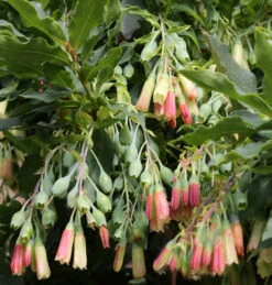 Anden-Heidelbeere 20-25cm - Vaccinium Floribundum