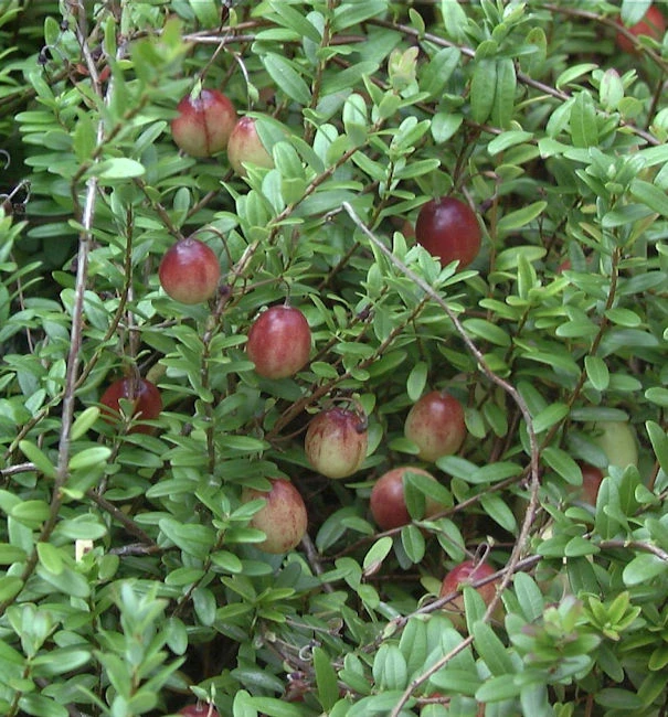 Großfrüchtige Moosbeere 20-25cm - Vaccinium Macrocarpon 1 Großfrüchtige Moosbeere 20-25cm - Vaccinium Macrocarpon