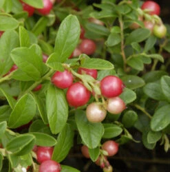 10x Preiselbeere Koralle 10-15cm - Vaccinium Vitis Idaea