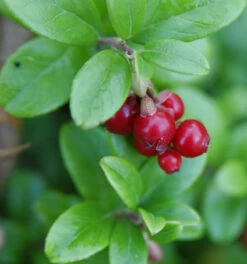 10x Preiselbeere 10-15cm - Vaccinium Vitis Idaea