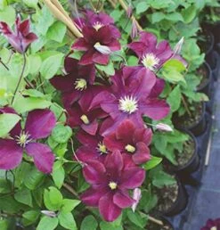 Waldrebe Warszawska Nike 60-80cm - Clematis