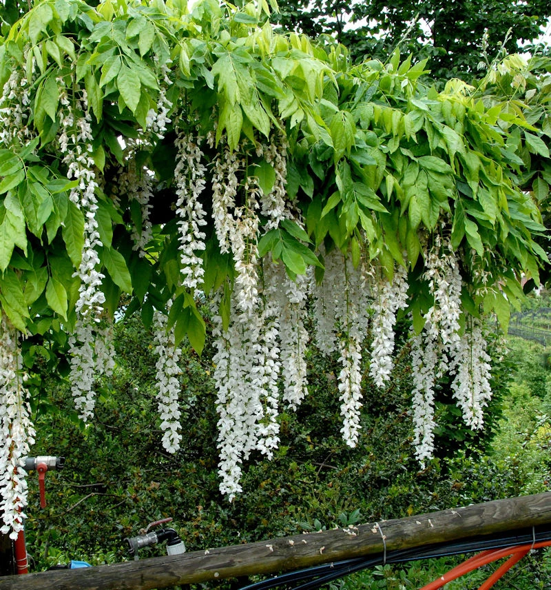 Weißer Blauregen Longissima 60-80cm - Wisteria Floribunda 1 Weißer Blauregen Longissima 60-80cm - Wisteria Floribunda