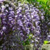 Blauregen 60-80cm - Wisteria Floribunda