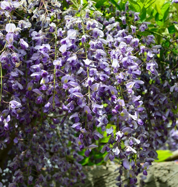 Blauregen 60-80cm - Wisteria Floribunda 1 Blauregen 60-80cm - Wisteria Floribunda