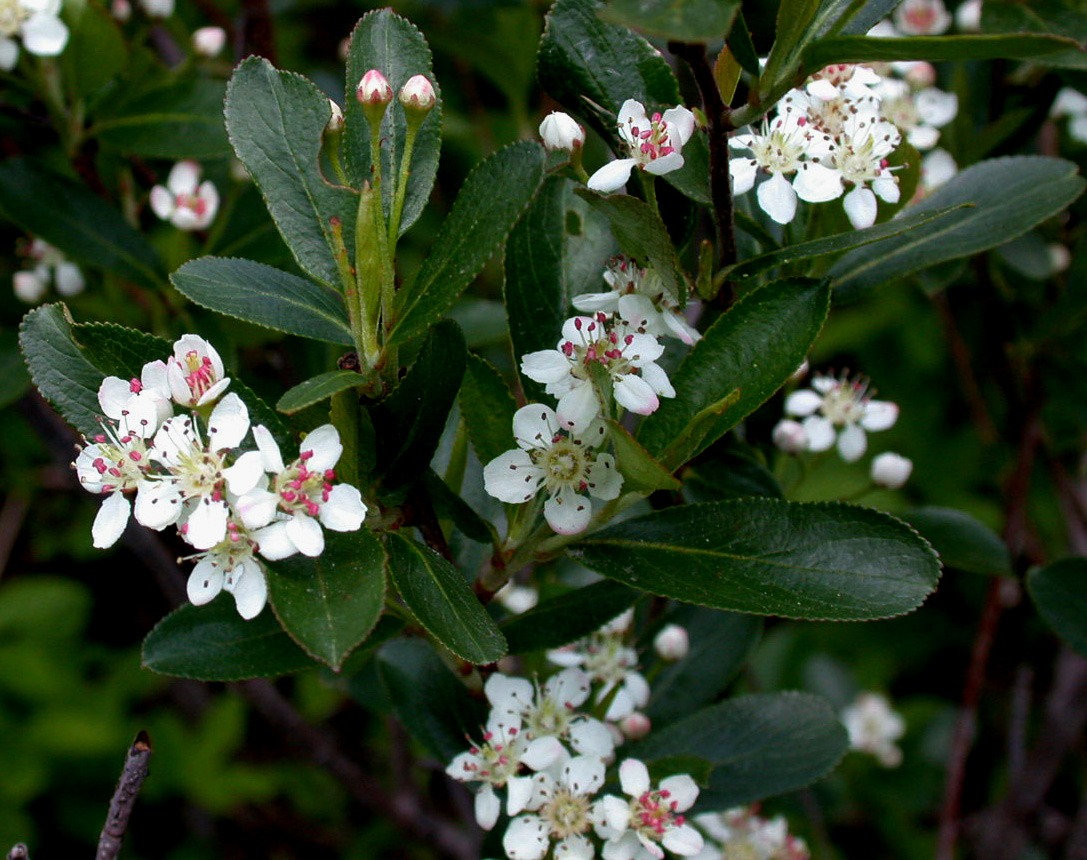 MAUz Garten Geschaft -MAUz Garten Geschaft Aronia melanocarpa 15 p.bot aron