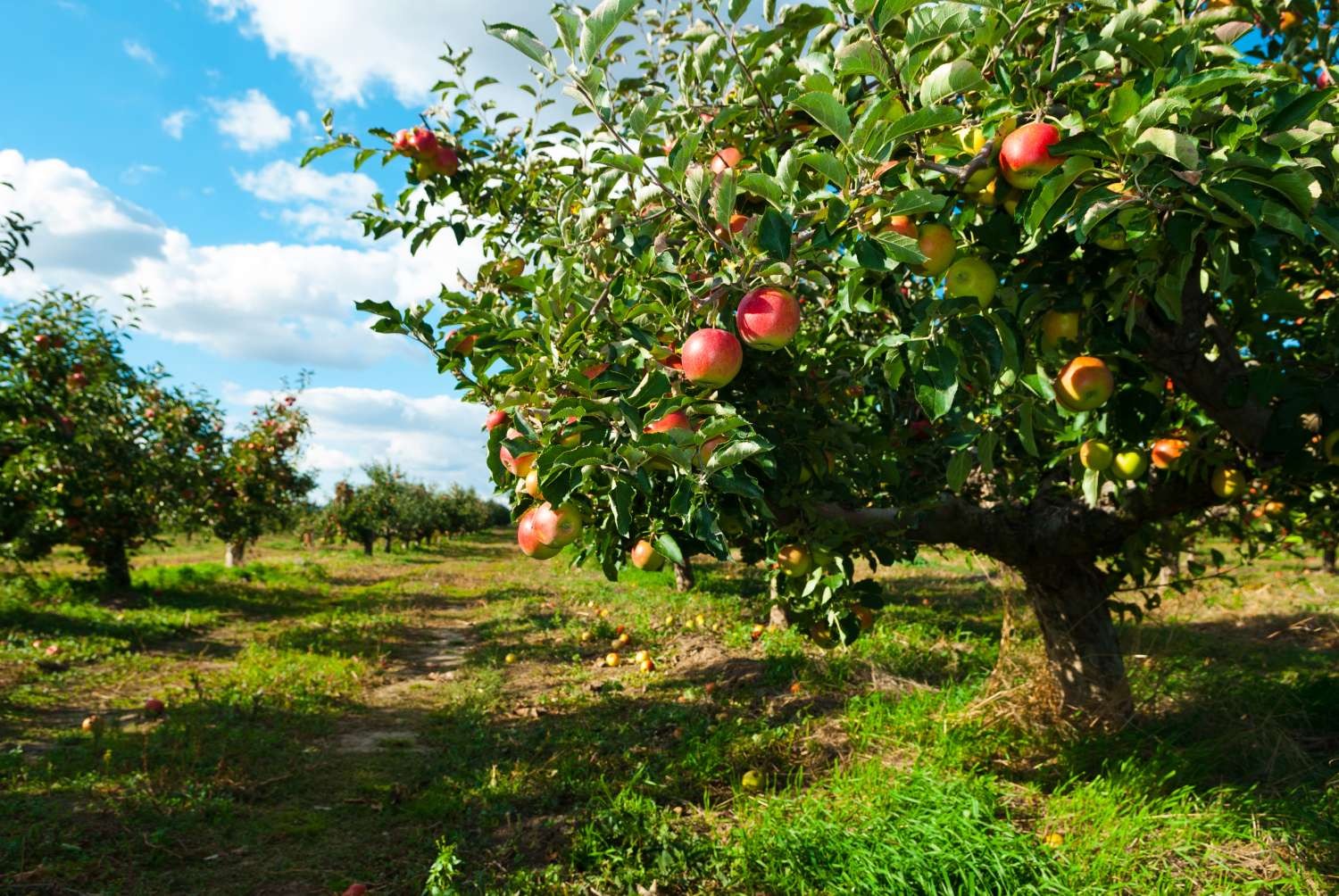 MAUz Garten Geschaft -MAUz Garten Geschaft apfelbaum im garten