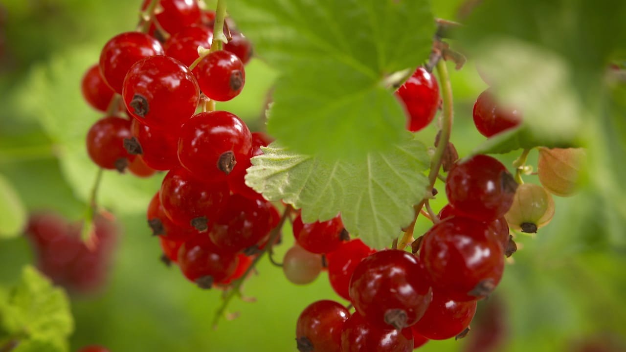 MAUz Garten Geschaft -MAUz Garten Geschaft img