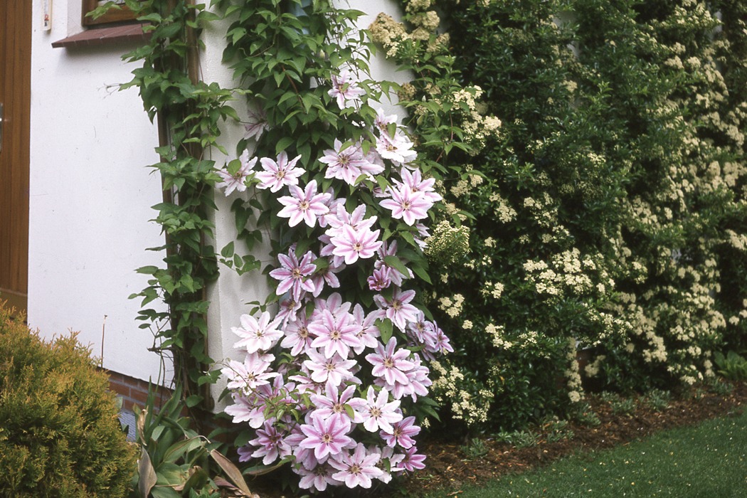 MAUz Garten Geschaft -MAUz Garten Geschaft kletterpflanze nelly moser